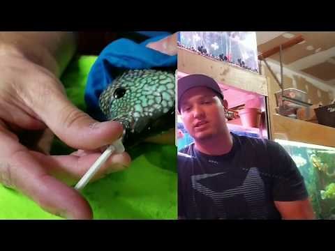 How to Beat Duck Lips Disease in Fish - Cause, Identify, & Successfully Treat