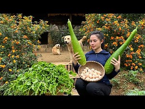 FULL VIDEO: 150 Days of harvesting tomatoes, eggplants, eggs, and fruits to sell at the market