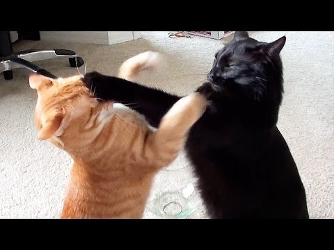 EPIC Cat Fight Compilation! - Cole and Marmalade
