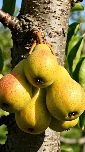 Pears Growing Time-Lapse | Seed to Ripe Fruit in Seconds #FruitTimelapse