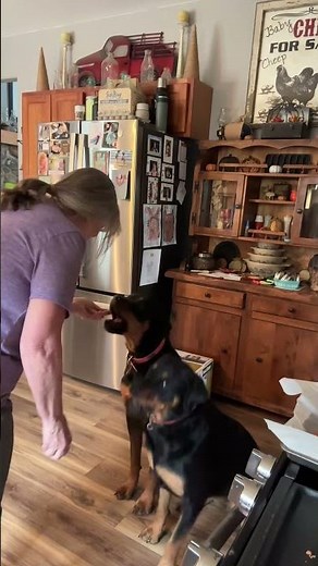 Cookies for the birthday girl! Healthy dog treats