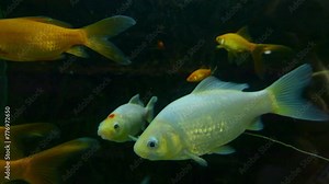 Colorful fish swimming peacefully in an aquarium in 4k slow motion 120fps