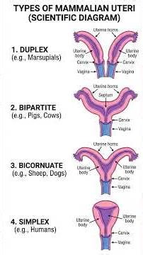 Types of Mammalian Uteri Explained in 2 Minute #zoology #neetbiology #neet
