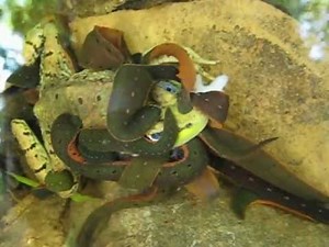 Leeches Feeding on an Unlucky Frog.