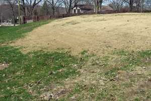 Zoysiagrass: A warm-season grass in a cool-season world