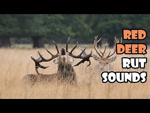 Red deer stag call | Deer in rut sounds | Red deer animal | Veado