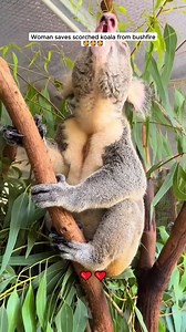 1.3M views · 75K reactions | Woman saves koala from bushfire #koala #babykoala #koalasoftiktok #animals #animalrescue | Dog Rescue Shelter U.S | Facebook