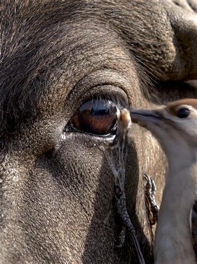 Cute Sparrow rascue buffalo 🦬#animal #SaveAnimals #TikTokViral #shorts #RescueMission #animalrascue #buffalo #bird
