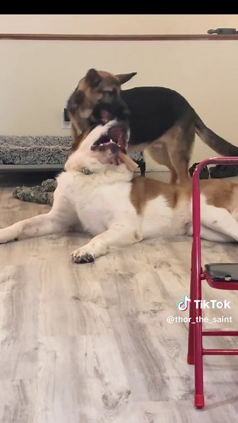 Understanding Brain Freeze in Dogs