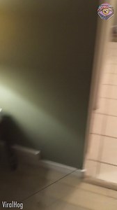 721K views · 17K reactions | Nice trick to keep your dog busy for an hour or two 藍 | 5-Minute Crafts USA | Facebook