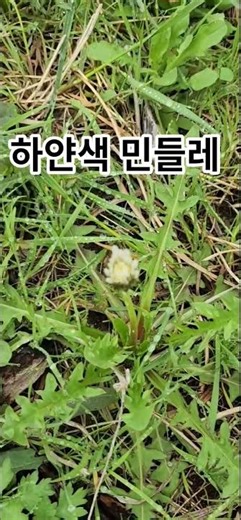 이꽃 민들레예요?
