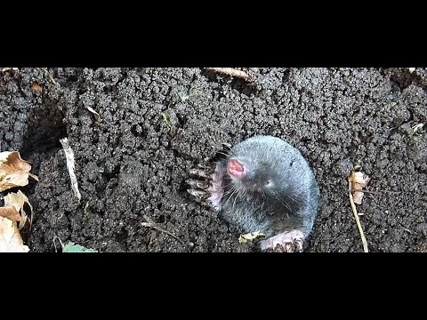 Maulwurf - Tier des Jahres 2020