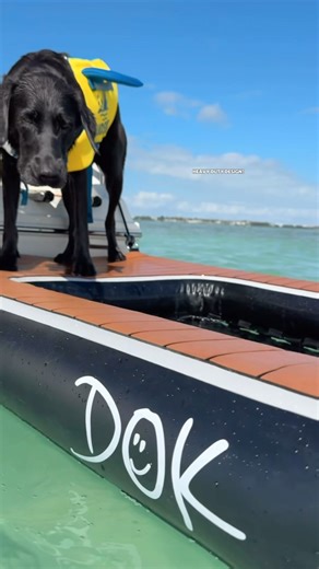 Rollo Alberto | “Rollo The Lab” on Instagram: "🌊 My Dog-DOK ramp from @dokbrand makes boat days the BEST! Getting in and out of the boat has never been easier! No slipping, no sliding, just the perfect grip on this top-quality ramp. It’s lightweight, super easy to set up, and even folds up when we’re done! It also works great for pools, docks, or anywhere you need smooth water access. Even my mom loves using it to relax and catch some sun!☀️ 🐾Want one too? Tap the link in my bio! . . #Rollothe