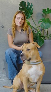 ✨ Meet the EzyDog Express Harness 🐾 It’s quick to fit, easy to adjust, and provides ultimate comfort with EVA padding. With a grab handle, reflective trim, and durable D-ring for leash attachment, this harness is made to last. 🐾 Personalisable with Custom Patches 🐾 Reflective trim 🐾 Moulded EVA foam padding 🐾 Grab handle 🐾 Angled ergonomic design 🐾 Quick to Fit 🐾 Even Distribution Available in a range of colours to match your dog's aesthetic. 🐾 | EzyDog