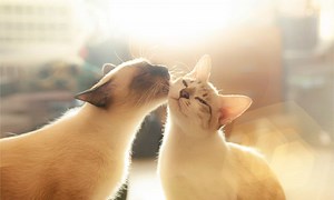 Why Do Cats Lick Each Other?