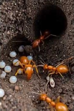 The Full Life Cycle of an Underground Yellow Meadow Ant Colony | Scientific Insect Documentary