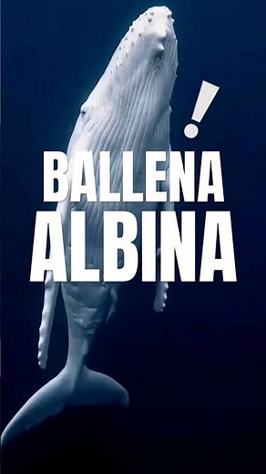 Why are there albino whales in the sea? Get to know this incredible marine animal #shorts