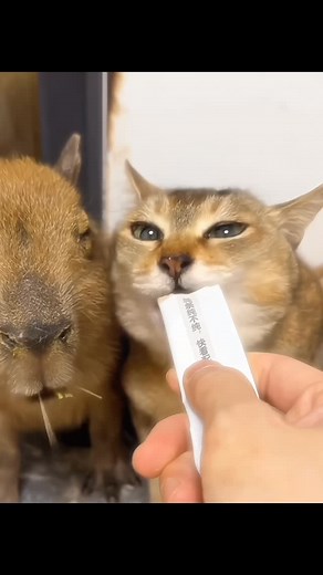 𝓯𝓻𝓮𝓪𝓴𝔂𝓿𝓻𝓸 on Instagram: "what is vro doing there 😭 . . . . . #vro #tole #meimei #catsofinstagram #catlover #catlife #catlifestyle #catstagram #kittenlovers #nature #cutecat #cute #cutecats #cats #catstagram #catmemes #catmeme #catmemesdaily #catmemesarethebest"