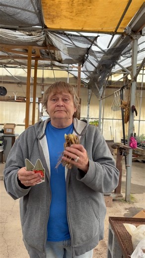 Perennial’s a better selection | Country Place Greenhouse