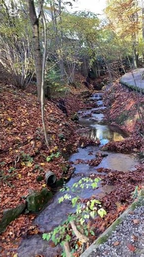 Walking along the beautiful stream#nature #relax #travel #meditation
