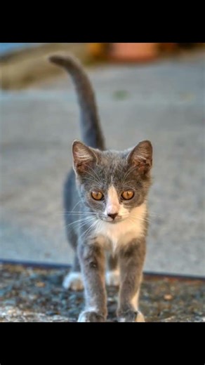 Can Cats 'Talk' with Their Tails? Discover This Unique Language!