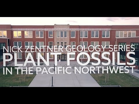 Plant Fossils in the Pacific Northwest