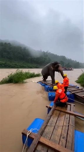 Heroic River Rescue: Elephant Saved from Raging Waters #AnimalRescue #WildlifeRescue #shorts