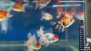 The Oranda Goldfish, a beloved member of the goldfish family (Carassius auratus), is renowned for its captivating appearance and unique head growth, known as the "wen." This growth starts developing on the top of their head as they mature and can vary in size and shape, giving each Oranda a distinctive and regal look. One of the most striking features of the Oranda is its flowing double tail and long, delicate fins that elegantly trail behind them as they gracefully swim through the water. Their