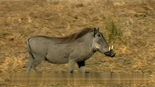 极端污染环境的解毒策略：细胞色素P450的酶系进化,磁致伸缩位移传感器|https://www.zdjytec.com/全集高清视频~