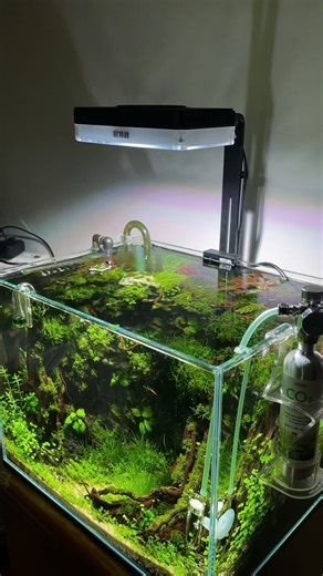 From the front, it forms ridges; from the side, it forms peaks.#fishkeeper #aquascape #aquascapes #reelsinstagram😍 #reelsfacebook #fishtank #aquariumsupplies #aquariumlife #aquarium | A&Aqua Pro