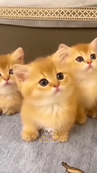 TikTok의 Kitty Highlights