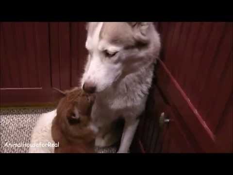 Siberian Husky and Cat Love Compilation