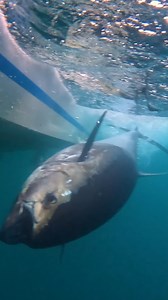 161K views · 2.1K reactions | Worlds most EXPENSIVE fish! | Coastal WorldWide | Facebook