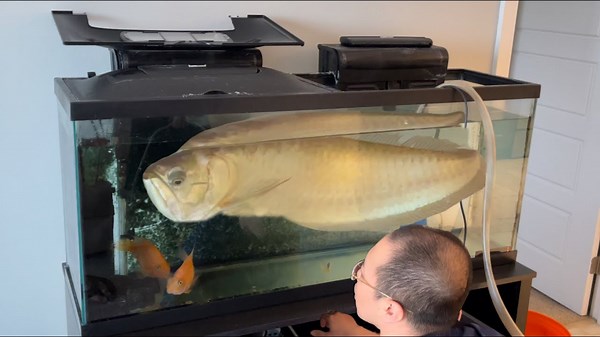 How We Rehomed an Oversized Arowana Into a Backyard Pond