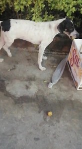 9.4K views · 322 reactions | Caso Externo Máxima difusión  Nos reportan esta perrita abandonada en la autopista Narcisa de Jesús, riveras de Vergeles a lado del almacén de Colchones ECUADOR Siempre está deambulando x ese sector Por favor Ayuda URGENTE Es una cachorrita de unos 3 o 4 meses , parece que está cojita de una patita Más información al 098 554 8347 Por favor ayúdanos a compartir  | Adopción Animal Guayaquil - AG | Facebook