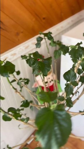 Récupération De mon hibiscus qui a gelé l’automne dernier #engrais #￼FredT.Lizer