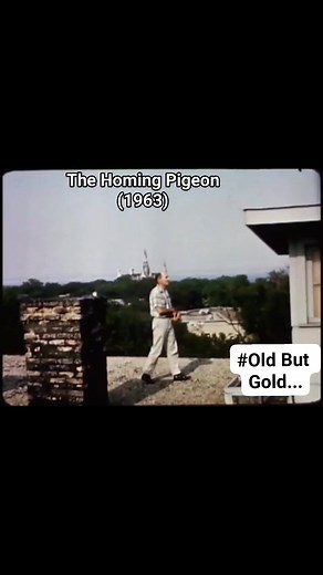The Homing Pigeons(1963) #oldbutgoldmoment #pigeonracingindustry #followlikesharesupportformore | Jay-ar Villarosa