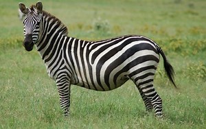 Giãi mã nguyên nhân ngựa vằn có sọc trắng đen