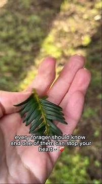 Do you know the difference between these 3 tree needles? 🌲