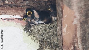 Barn swallow nest full of chicks and parents who feed them and clean the nest from droppings, Hirundo rustica