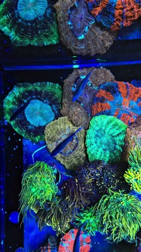 A top view of this gorgeous reef tank! 😍 The corals are thriving thanks to Components Pro, ABEV, and AF Life Source keeping everything balanced. With Hybrid Pro Salt, the water has exactly what the reef needs to grow healthy and look their best. 🌊💜 🎥: @irishshrimpguy | Aquaforest