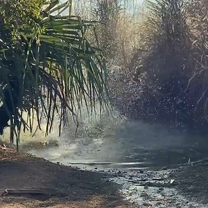 Amazing Crocodile🐊🥀#CrocodileLife #animals #foryoupage #following #Crocodile | Wild Movies