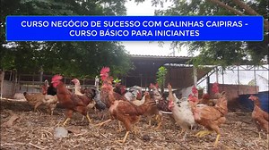 Conheça todos os caminhos necessários para Construção de um Negócio de Sucesso com a Criação de Galinhas Caipiras do ZERO E agora você terá a oportunidade de entender como funciona. Faça parte de um grupo seleto de pessoas que começa a criação sabendo o que deve ser feito. https://sancaipi.com/negocio-de-sucesso-com-galinhas-caipiras-org/ #negóciocomgalinhascaipiras #ganhardinheirocomgalinhacaipira #criaçãodegalinhacaipira O QUE QUEREMOS COM ESSE CURSO NOSSA INTENSÃO É QUE VOCÊ consiga enxergar 