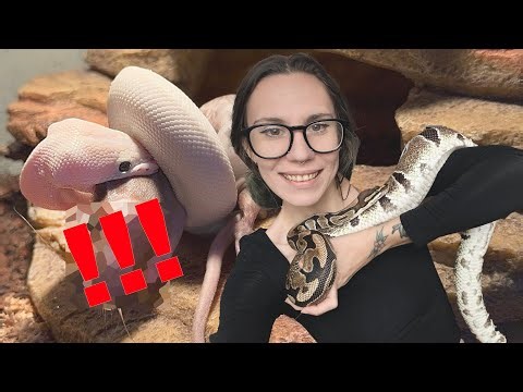 Lets Feed ALL *16* of my SNAKES! Hognose, African House, Ball Pythons, Milk, King, Corns & Rosy Boas