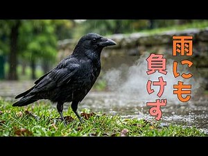 雨にも負けず、健気なカラス #crow #rainsounds #sweet #birds #wildlife