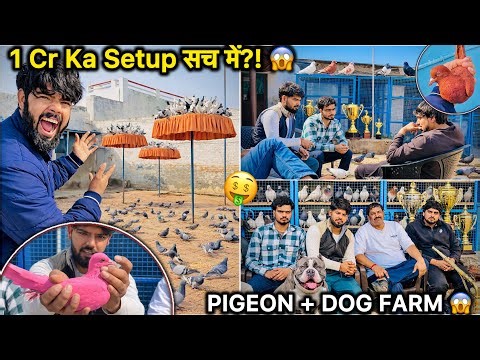 Wow! Itne Saare Kabutar 😍 | Pigeon Farm Tour || Star Player Ashwani Pardhan 🕊️||