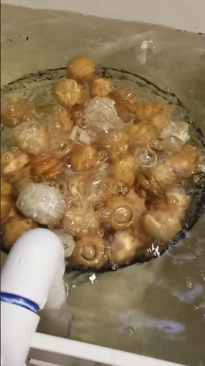 Easiest and Cheapest Egg Washer Ever! - No Rotten Eggs!