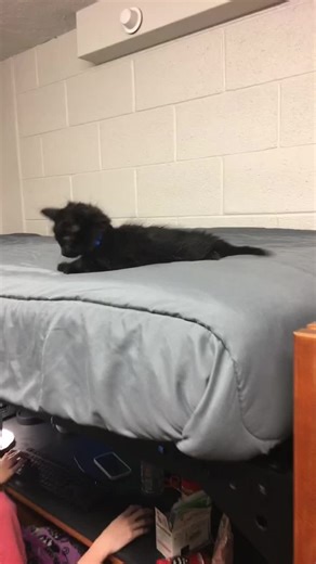 Living with a Secret Kitten in My Dorm Room
