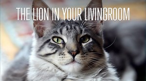 39K views · 529 reactions | From the ivory-tickling antics of...