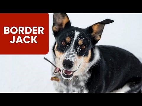 Border Collie Jack Russell Terrier Mix AKA Border Jack